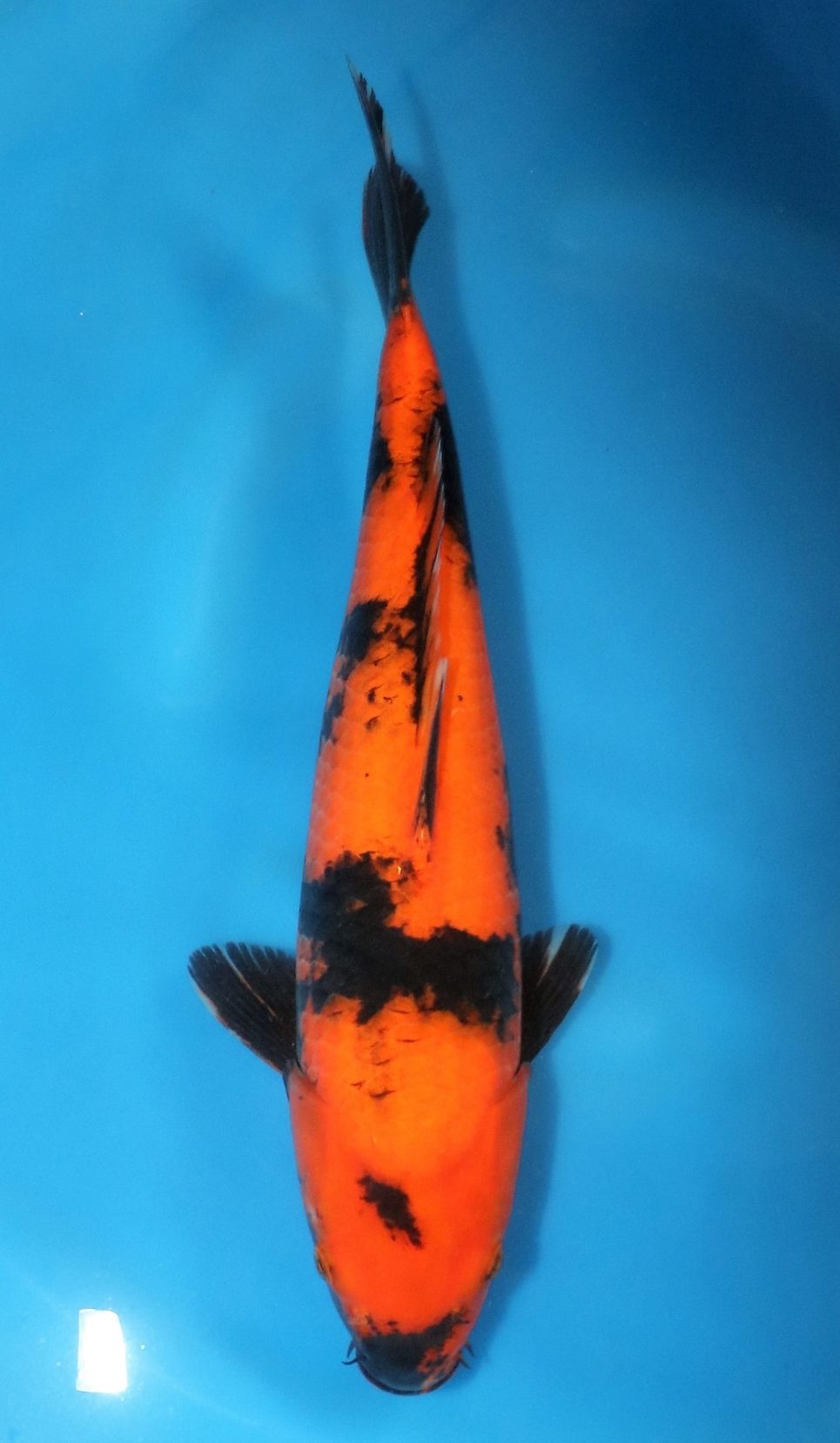 Hi Utsuri SOLD M 450 - Grand Koi, LLC