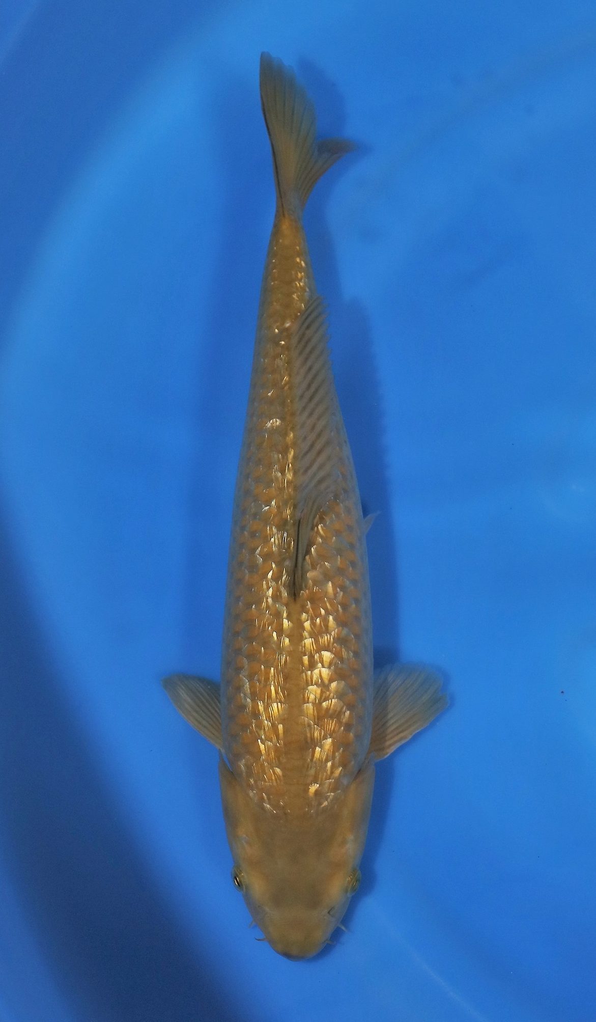 Gin Rin Chagoi | Gin Rin Chagoi Koi Fish for Sale