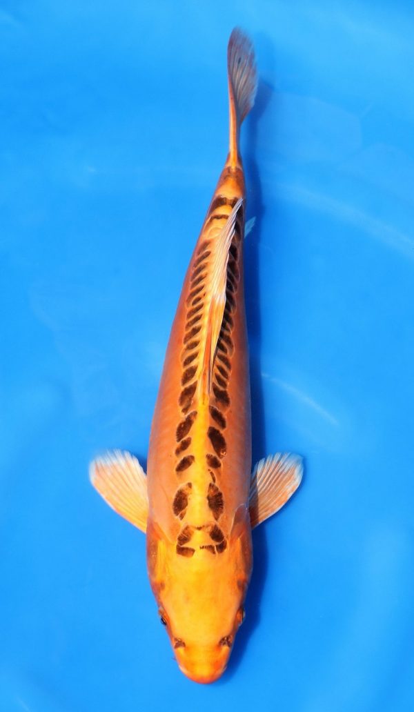 Mizuho Ogon SOLD