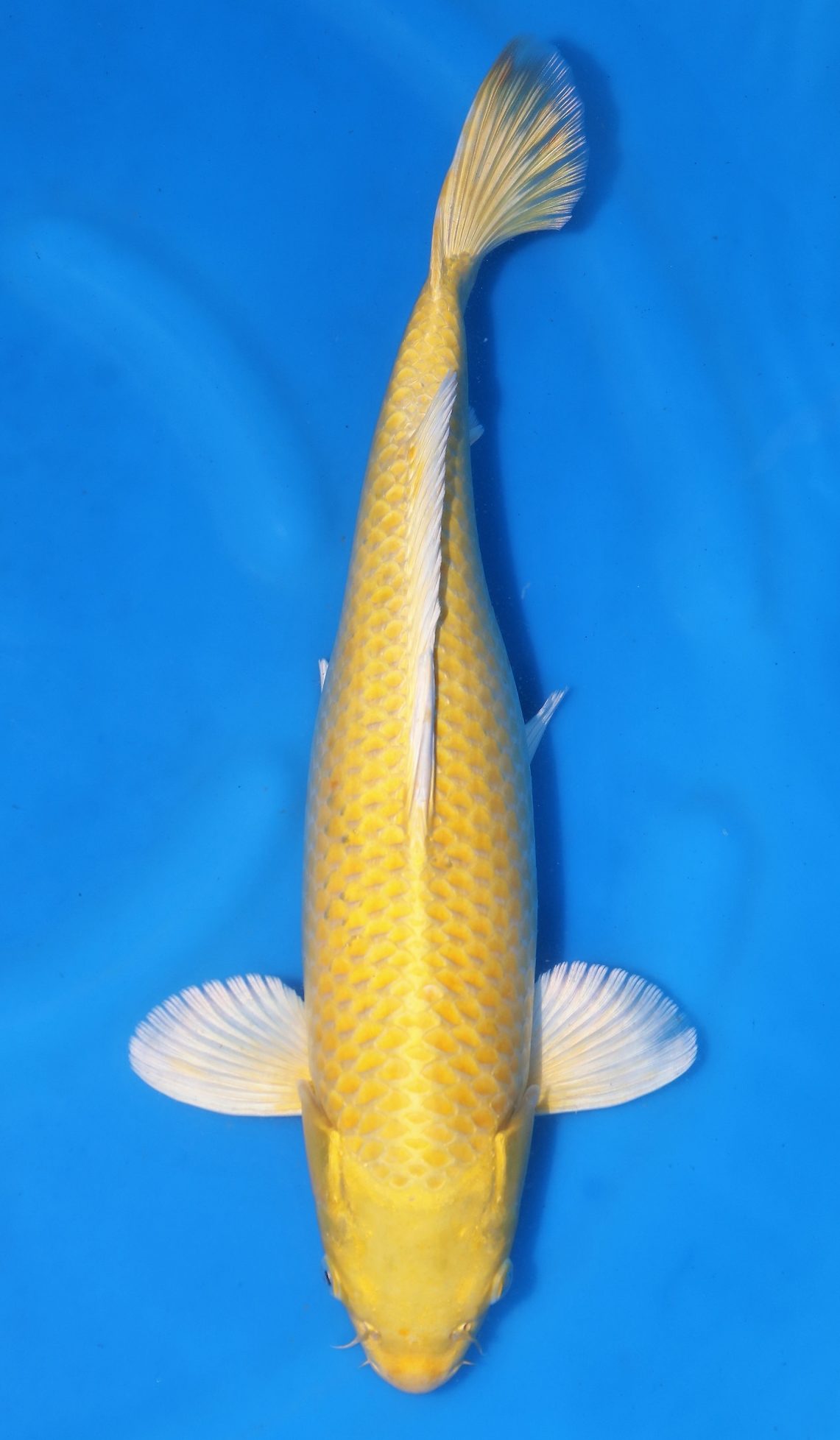 Yamabuki Ogon SOLD - Grand Koi, LLC