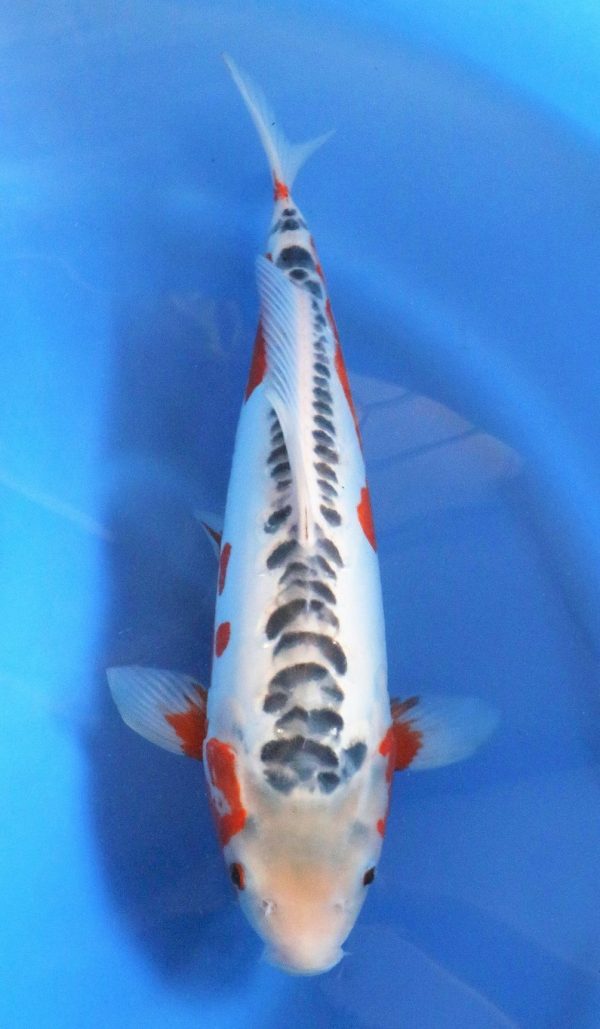 Shusui SOLD