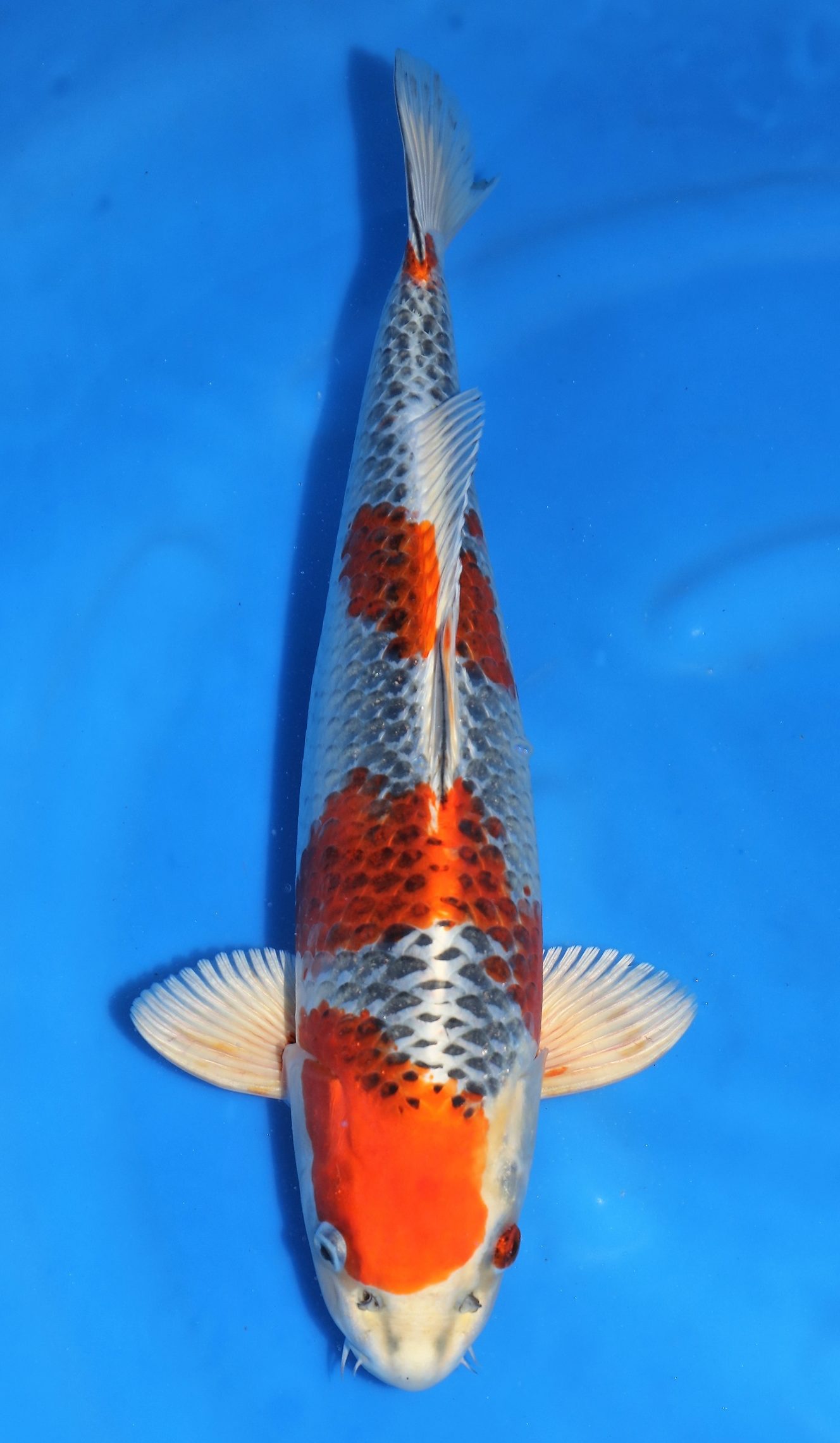 Kujaku SOLD - Grand Koi, LLC