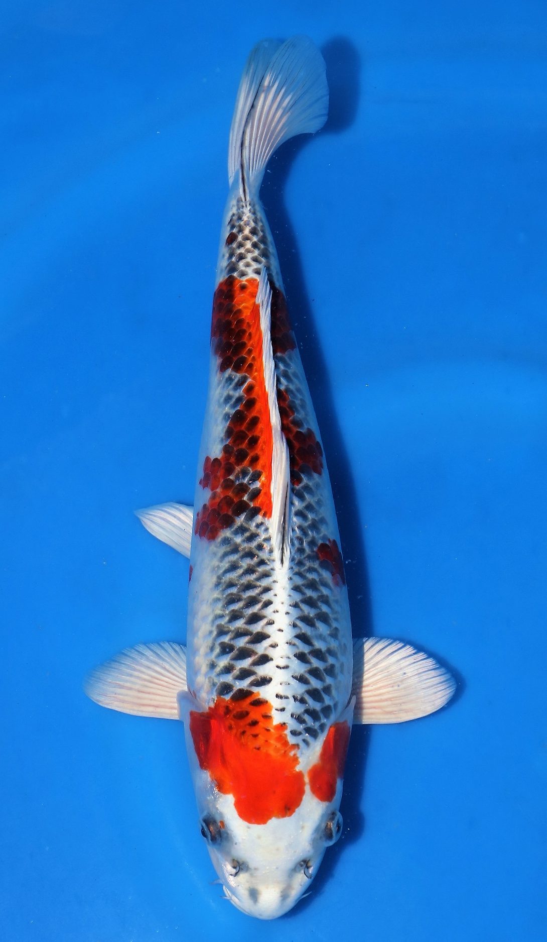Kujaku SOLD - Grand Koi, LLC