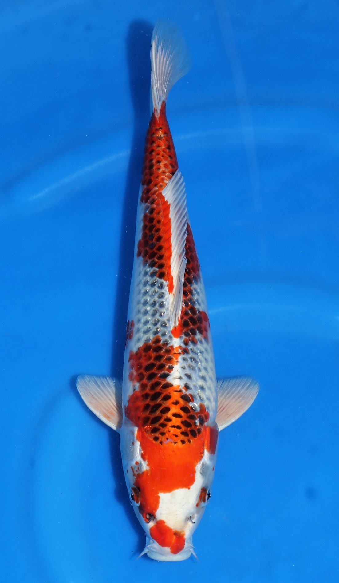 Kujaku - Grand Koi, LLC