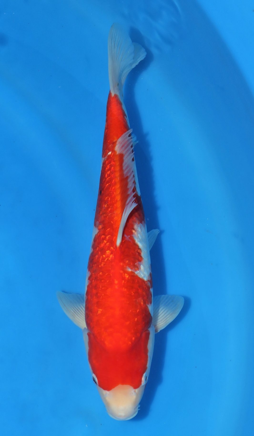 Gin Rin Kohaku - Grand Koi, LLC