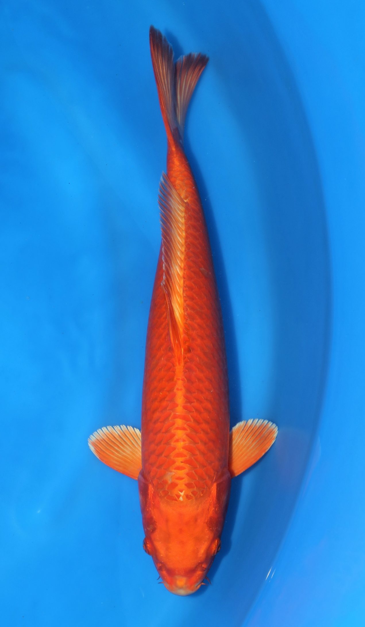 Kin Benigoi - Grand Koi, LLC