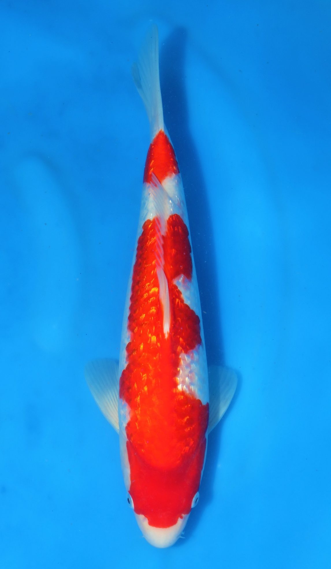 Gin Rin Kohaku SOLD - Grand Koi, LLC