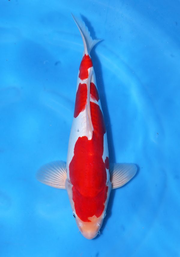 Doitsu Kohaku