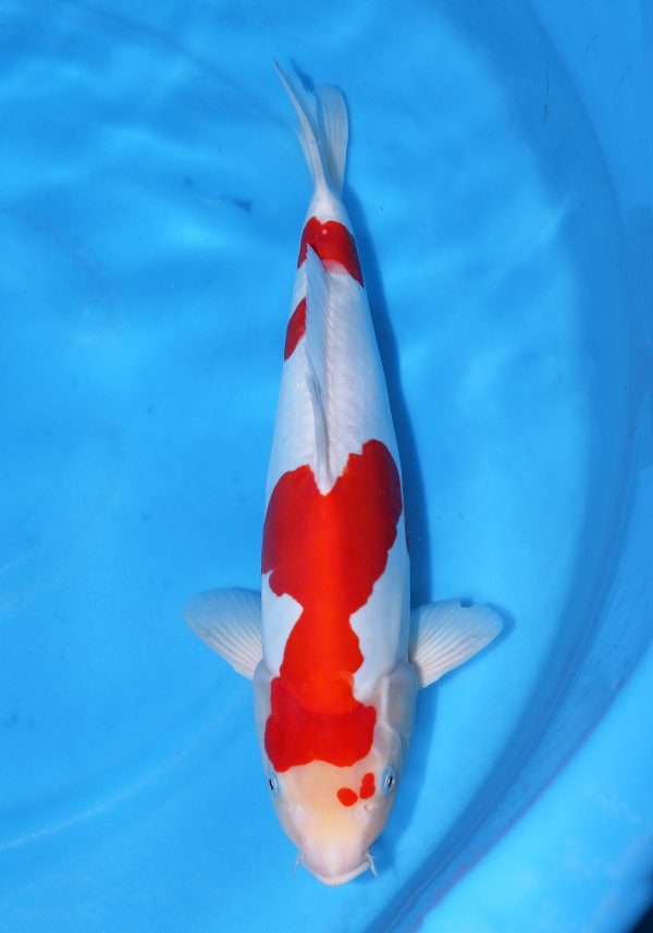 Doitsu Kohaku
