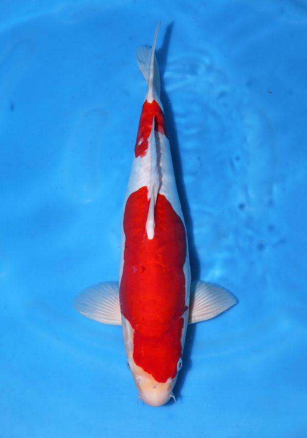 Doitsu Kohaku