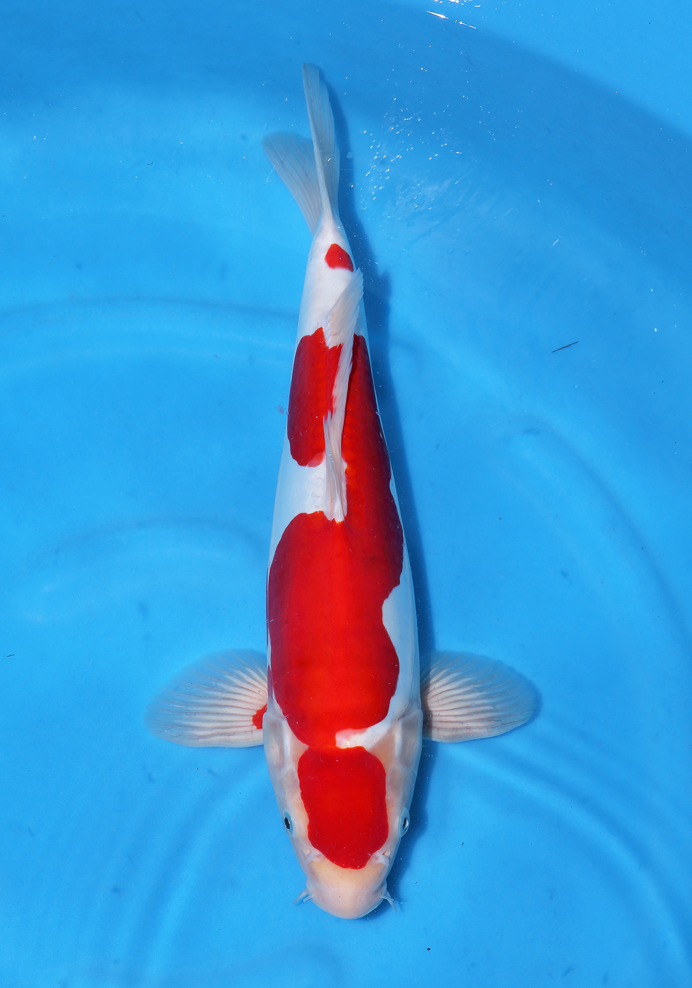 Doitsu Kohaku | Doitsu Kohaku Koi Fish for Sale