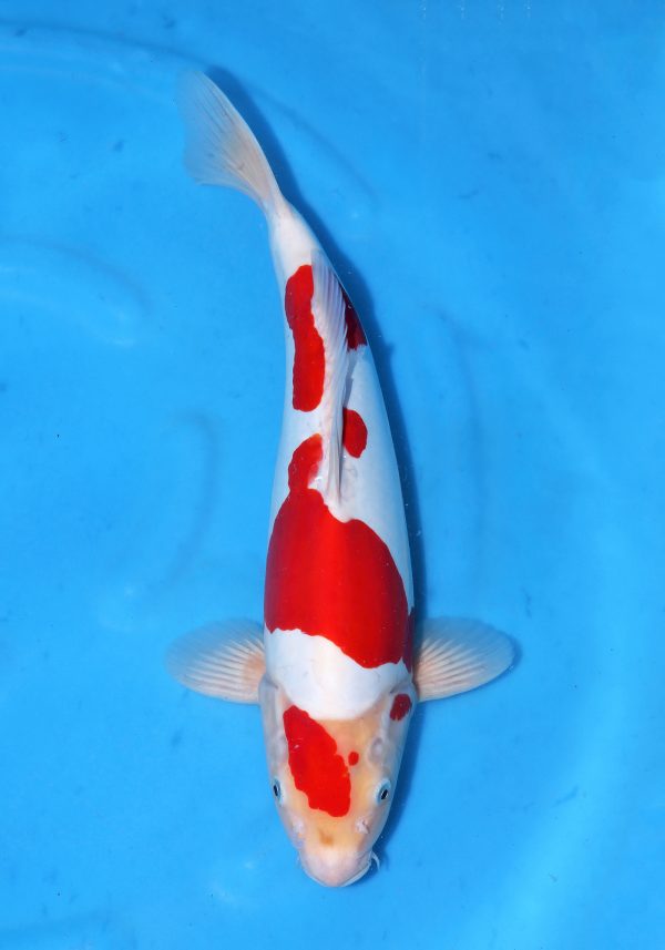 Doitsu Kohaku