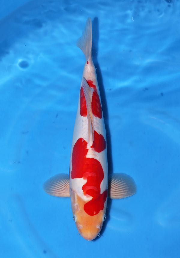 Doitsu Kohaku