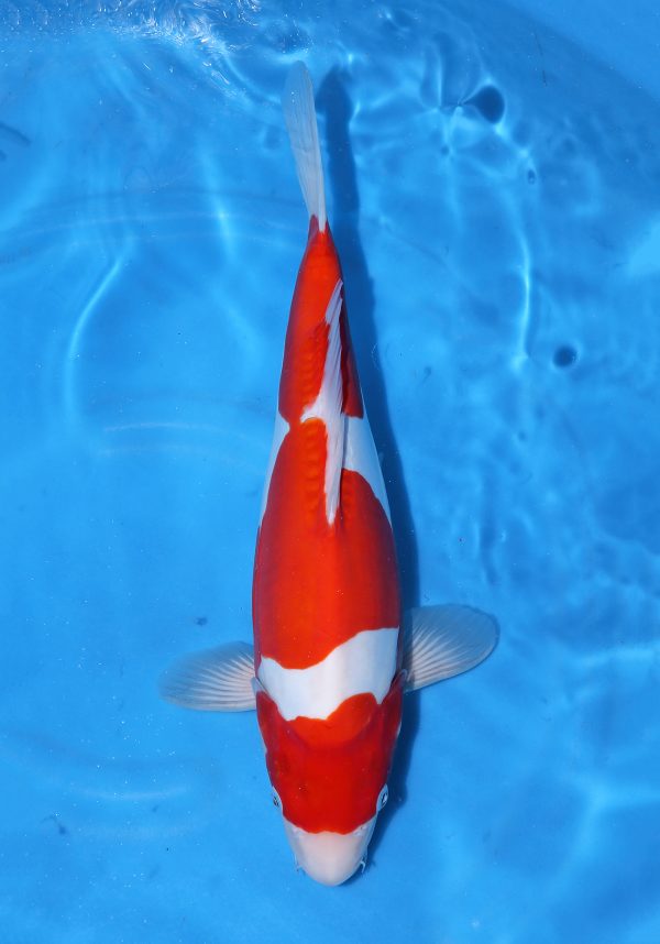 Doitsu Kohaku