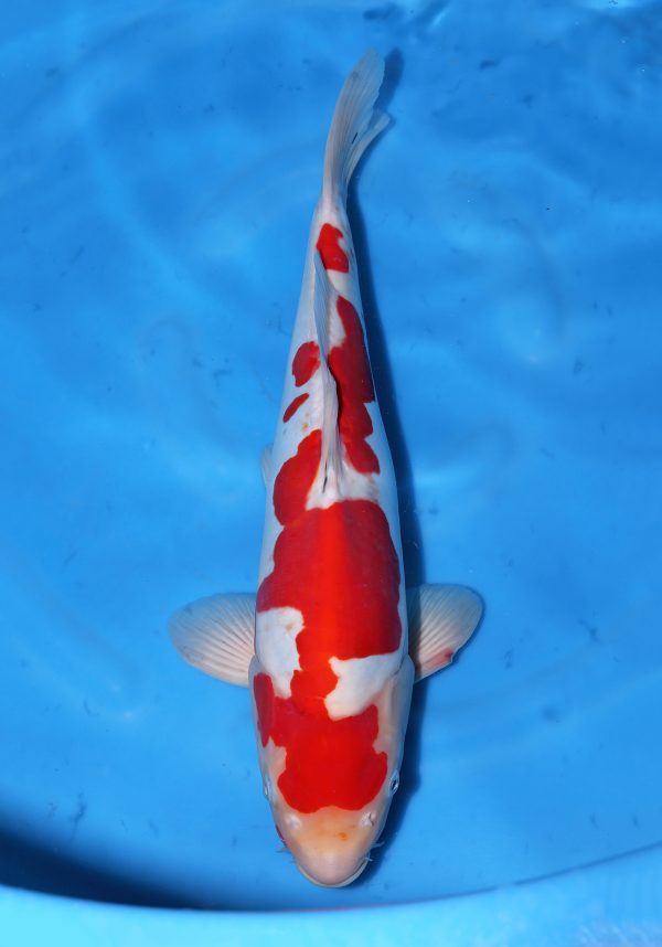 Doitsu Kohaku