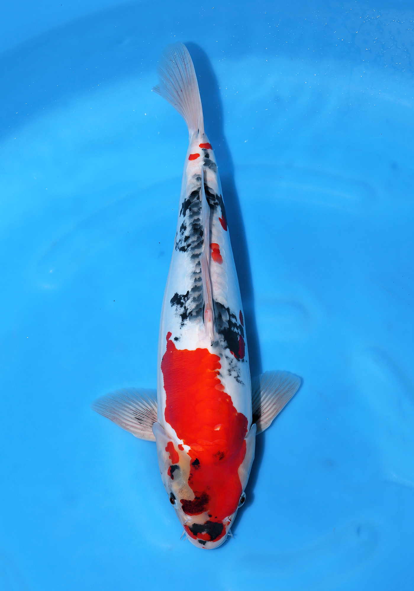 Doitsu Showa | Doitsu Showa Koi Fish for Sale