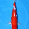 Doitsu Kohaku