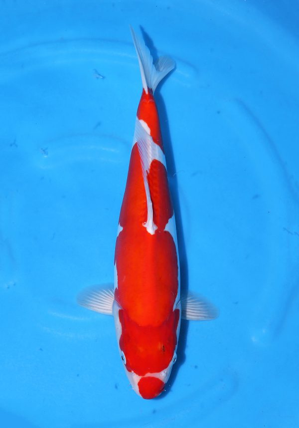 Doitsu Kohaku