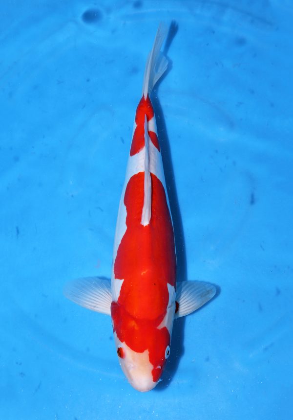 Doitsu Kohaku