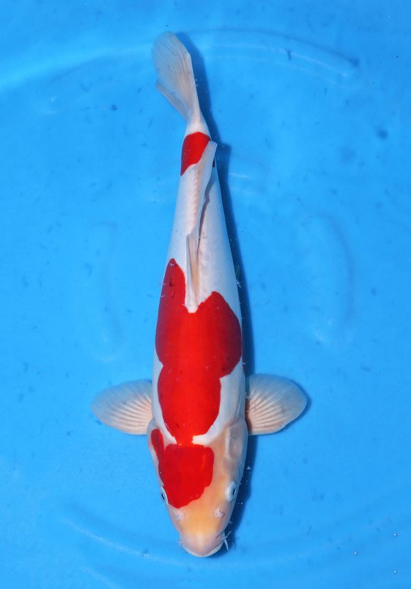 Doitsu Kohaku
