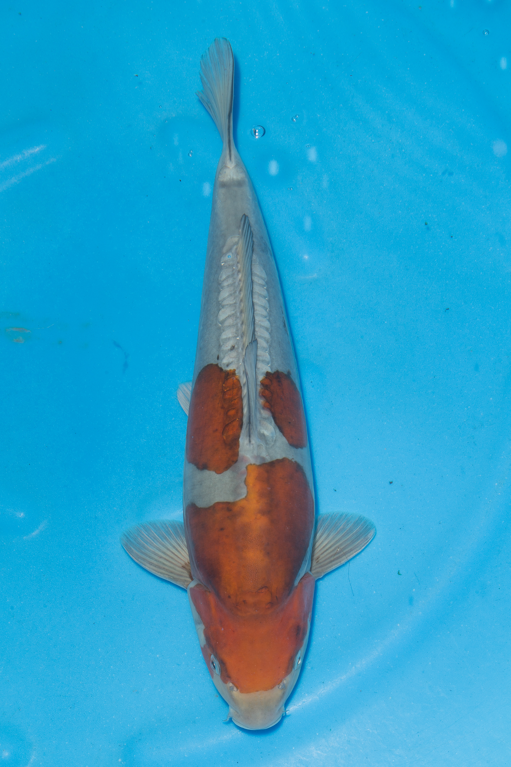 Doitsu Ochiba- SOLD - Grand Koi, LLC