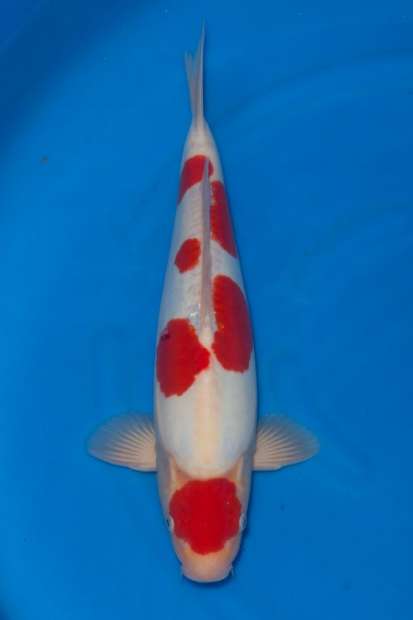 Doitsu Kohaku
