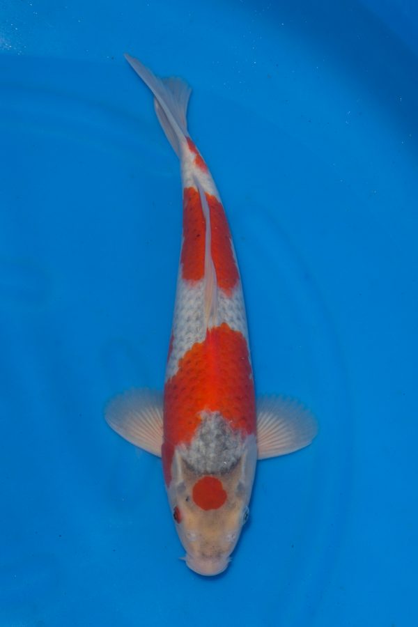 Goshiki