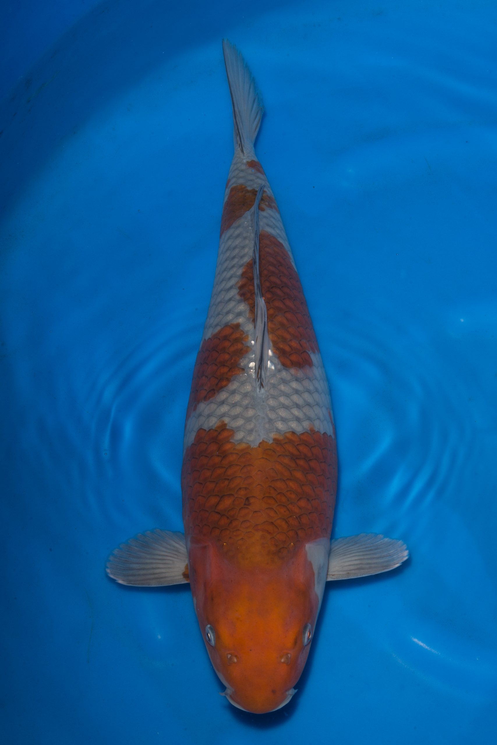 Ochiba - Grand Koi, LLC