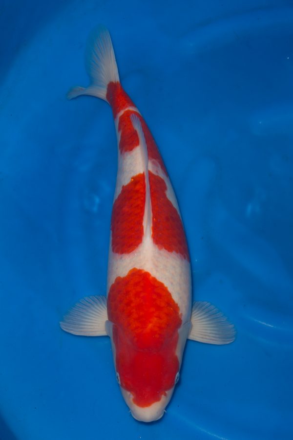Kohaku