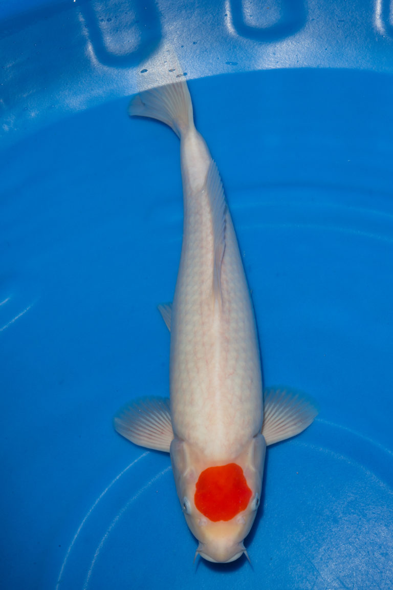 Tancho Kohaku SOLD Grand Koi, LLC