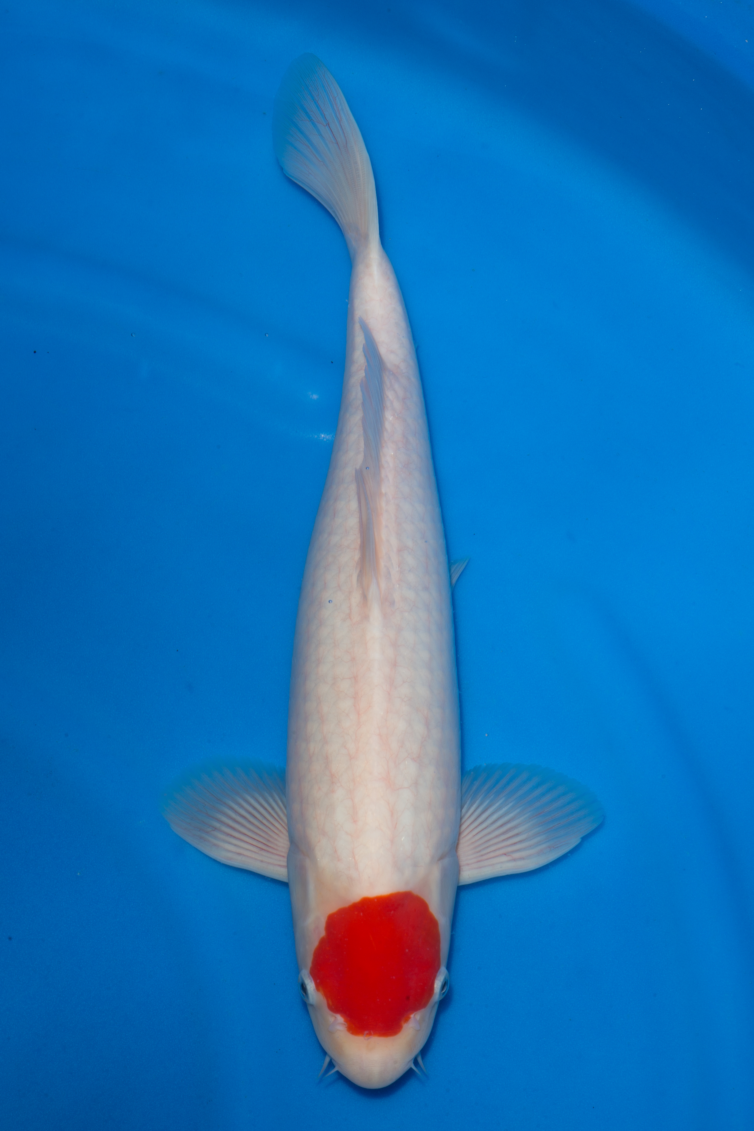 Tancho Kohaku-SOLD - Grand Koi, LLC
