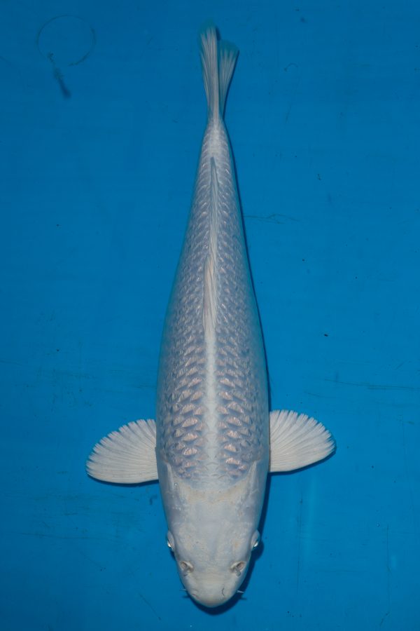 Gin Rin Platinum - Grand Koi, LLC