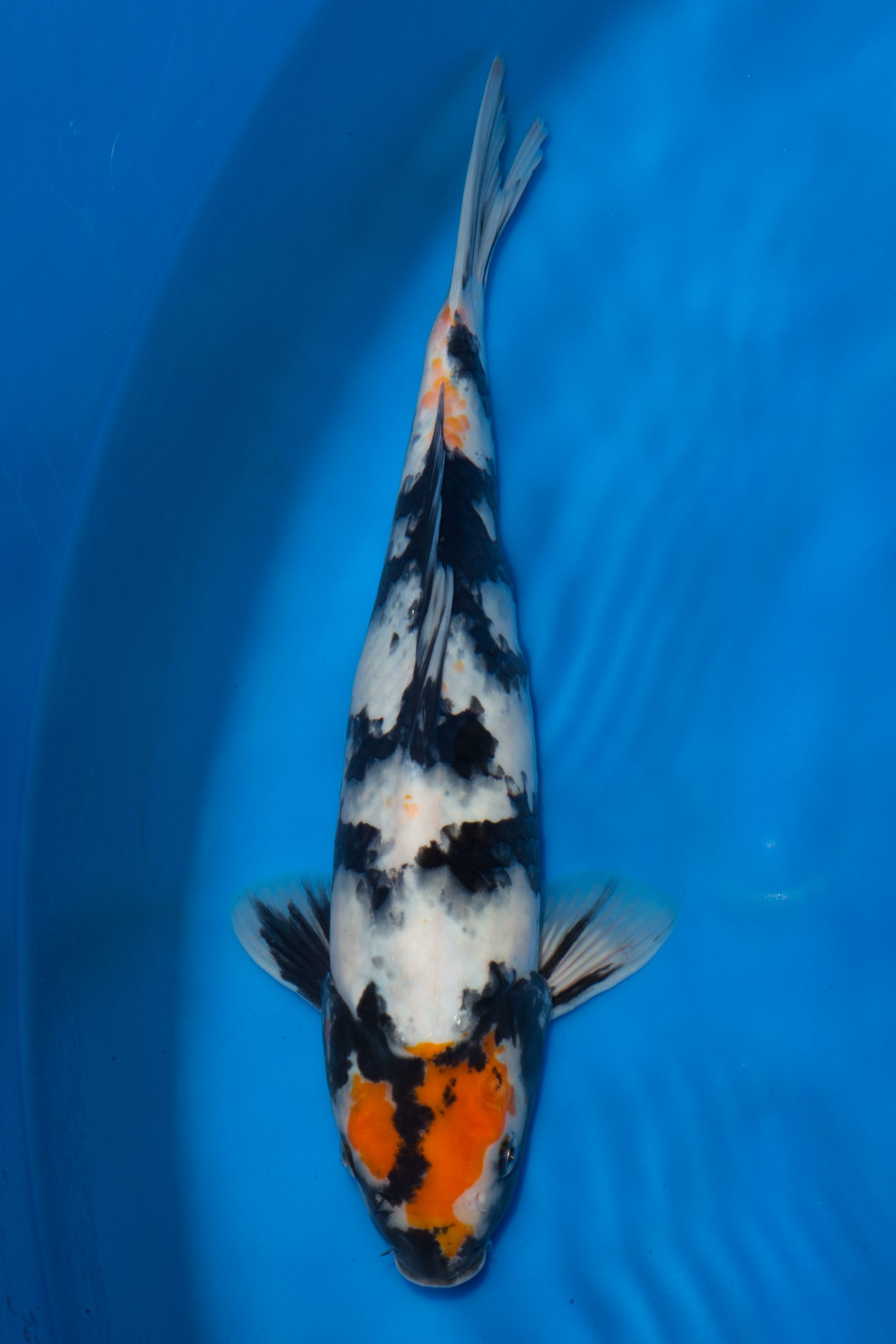 Tancho Showa - Grand Koi, LLC
