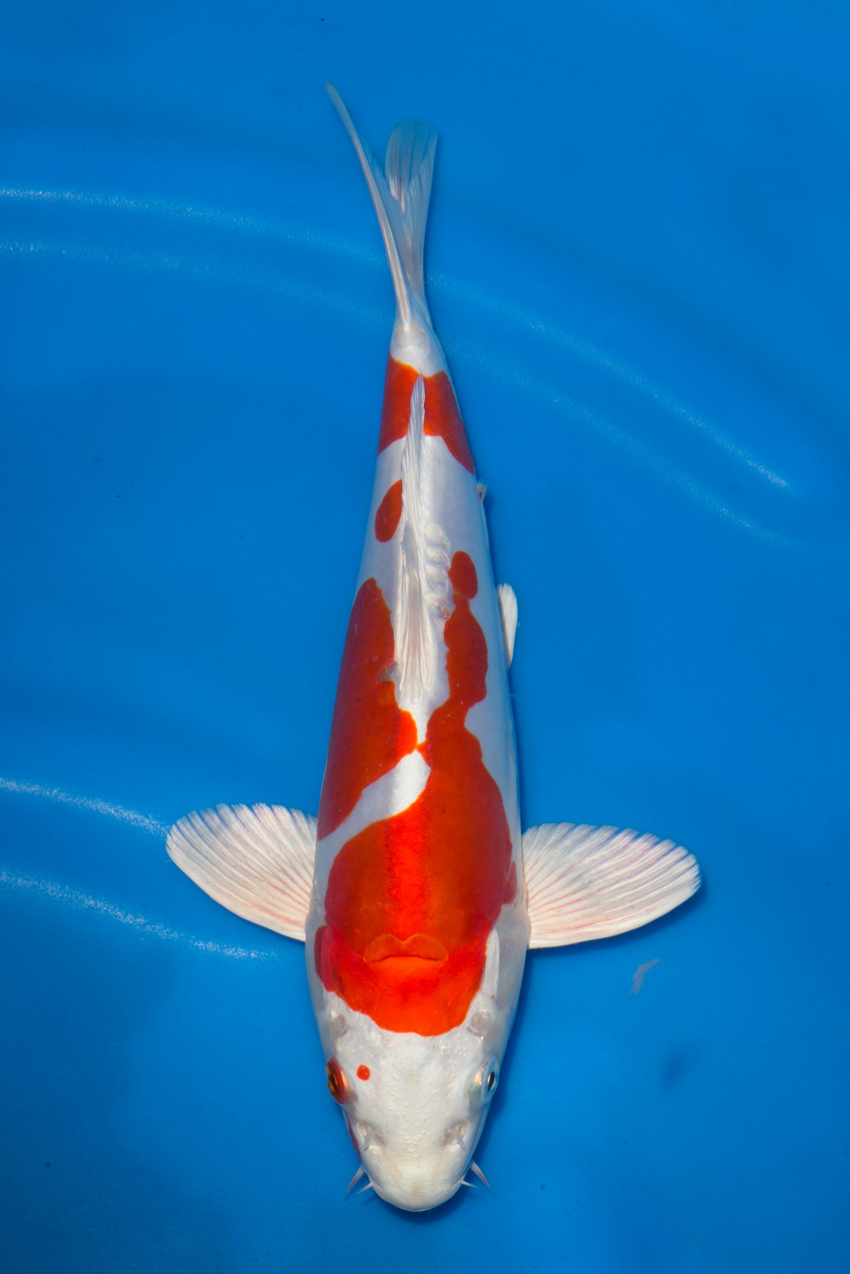 Kikusui - Grand Koi, LLC