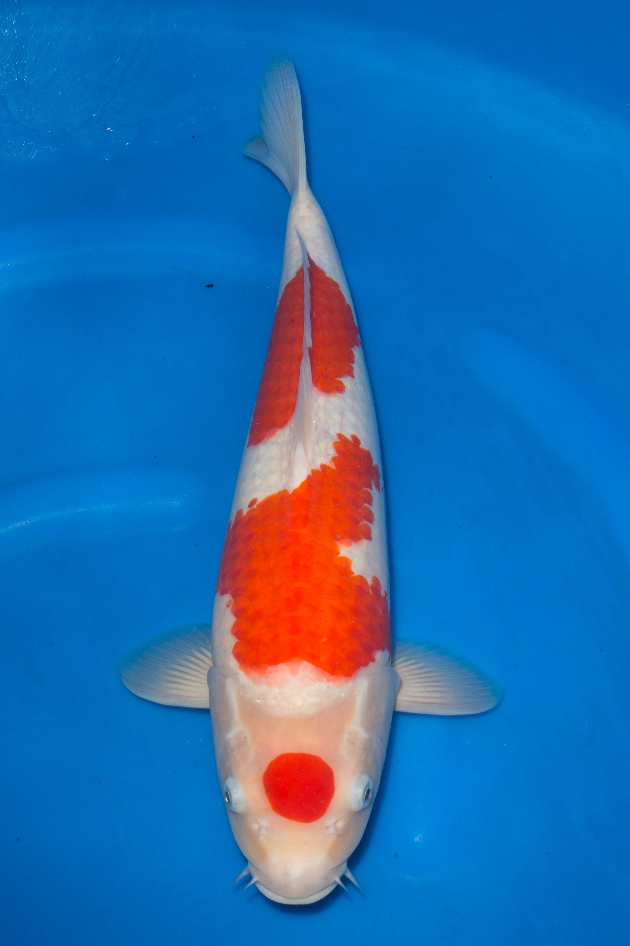 Kohaku - Grand Koi, LLC