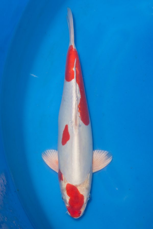 Kikusui