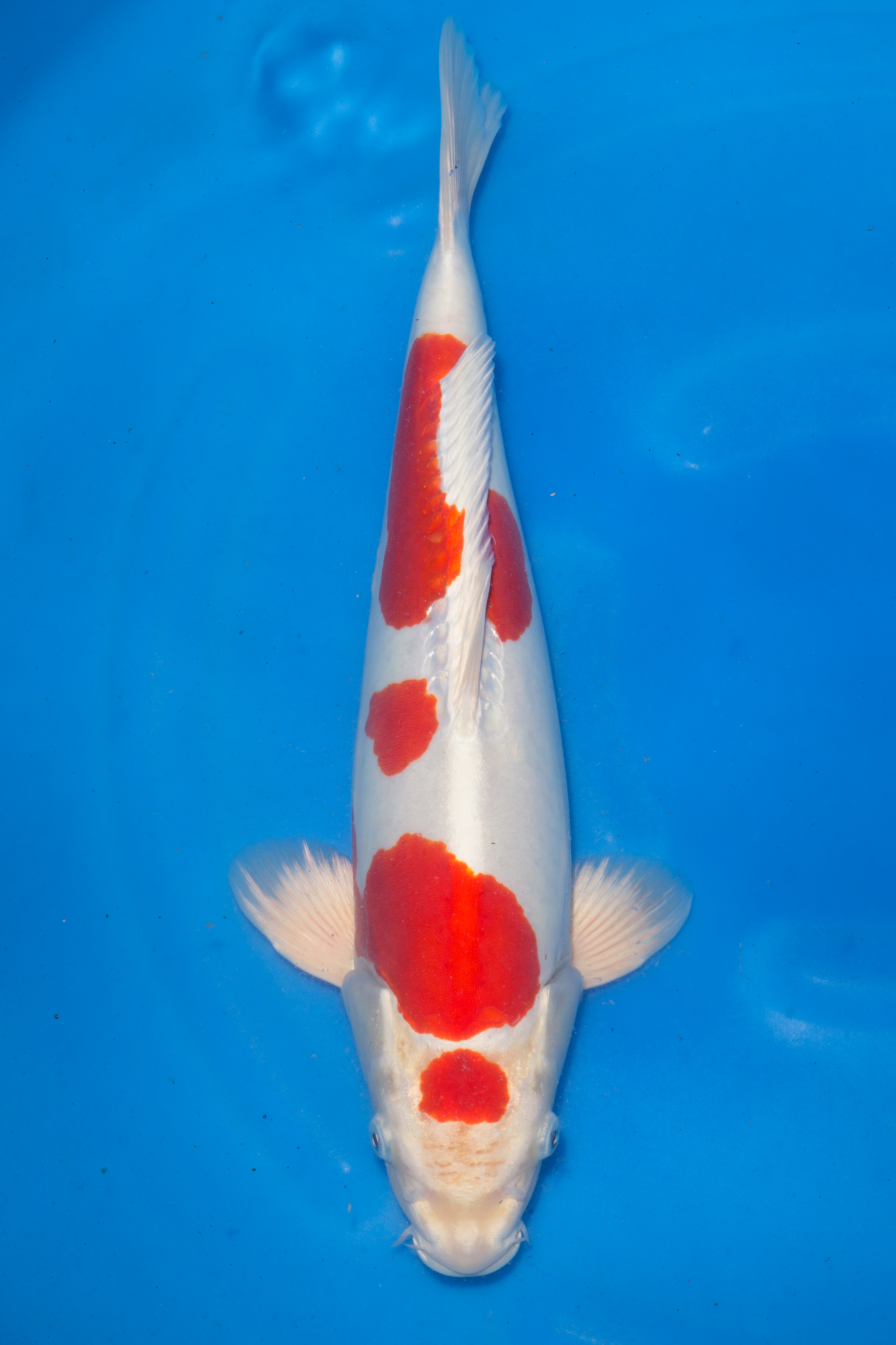 Kikusui 1 - Grand Koi, LLC