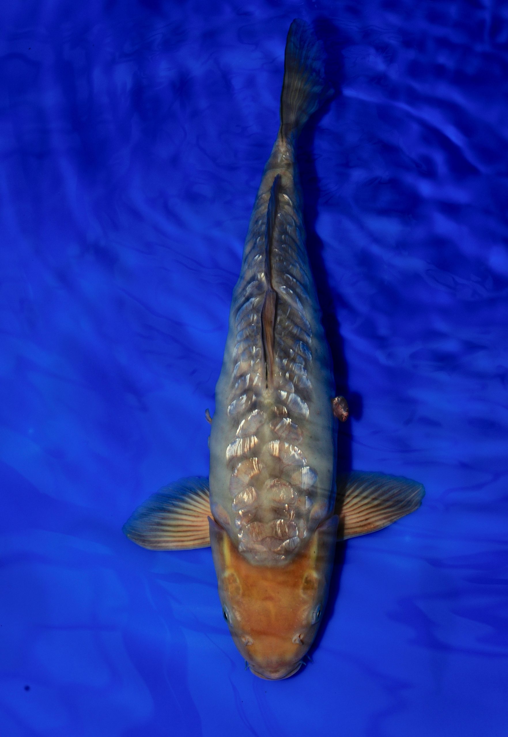 Gin Rin Saragoi Grand Koi, LLC