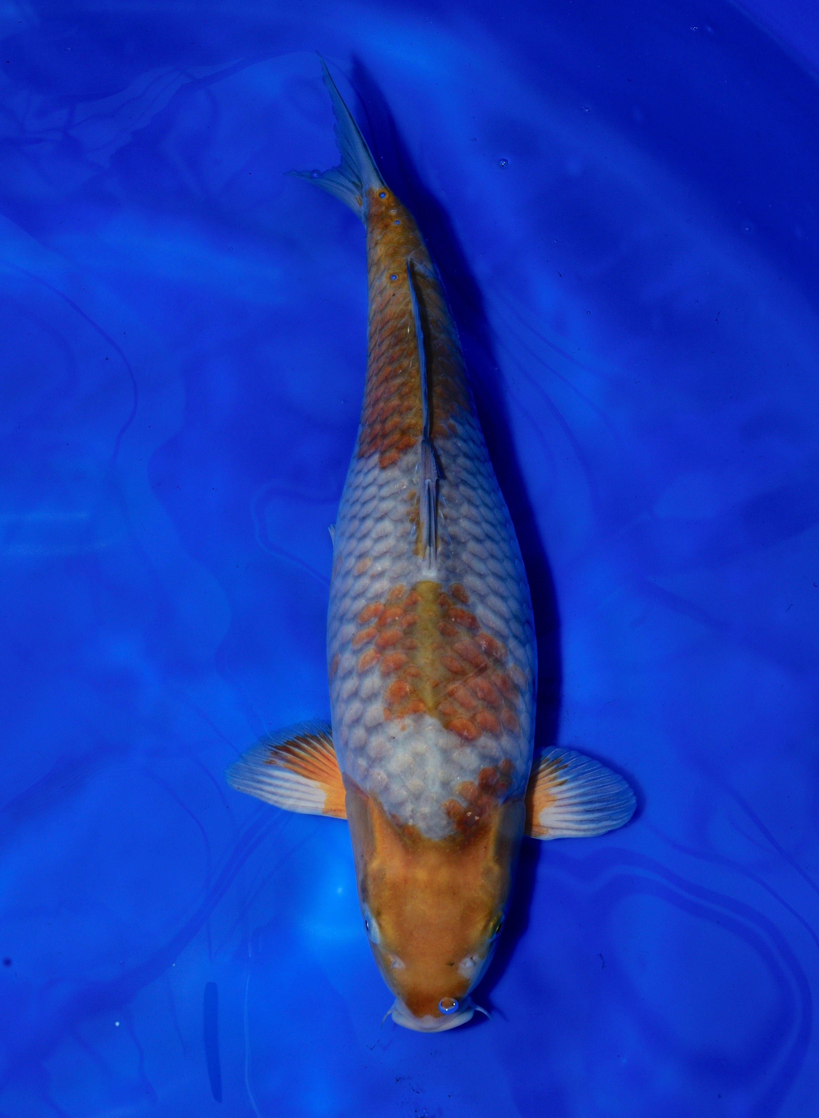 Ochiba - Grand Koi, LLC