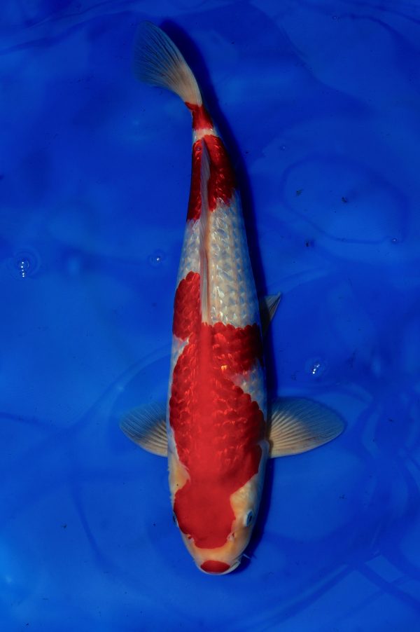 Gin Rin Kohaku - Grand Koi, LLC