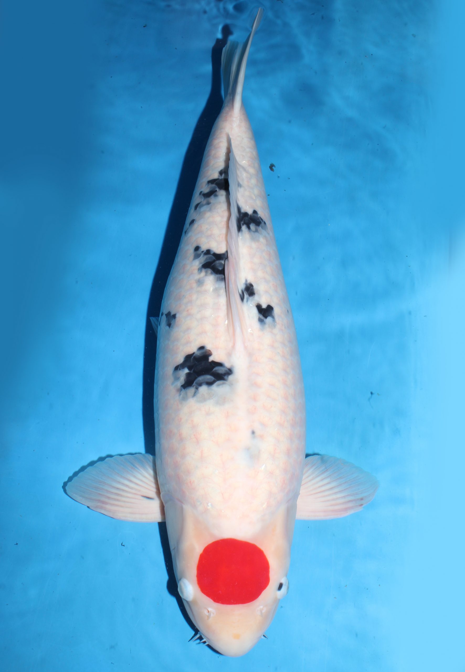 Tancho Sanke- SOLD - Grand Koi, LLC