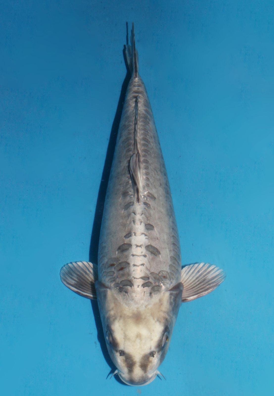 Kawarimono | Kawarimono Koi Fish for Sale