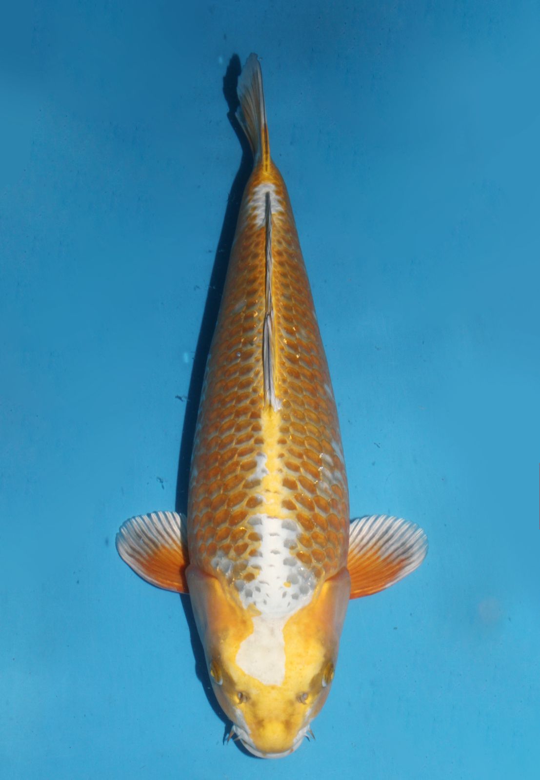 Kawarimono- SOLD - Grand Koi, LLC