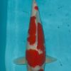 Kohaku