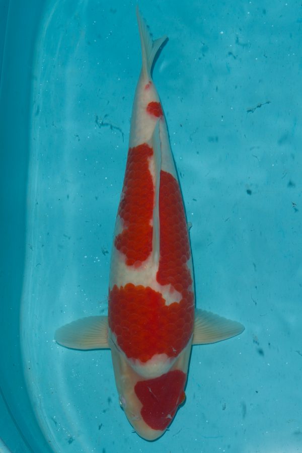 Kohaku