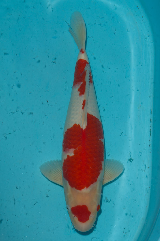 Kohaku | Kohaku Koi Fish for Sale