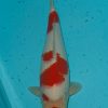 Kohaku