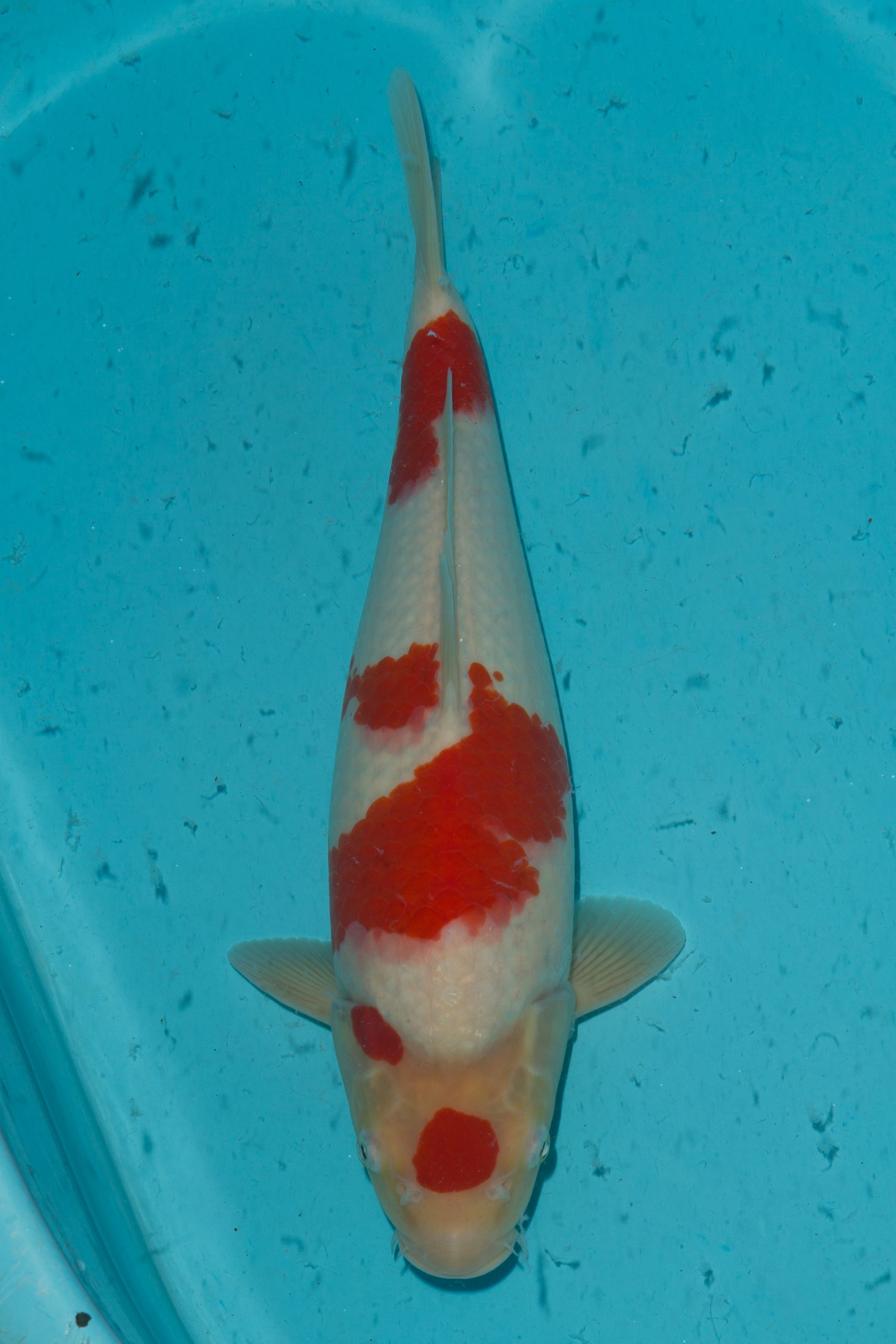 Kohaku SOLD Grand Koi, LLC