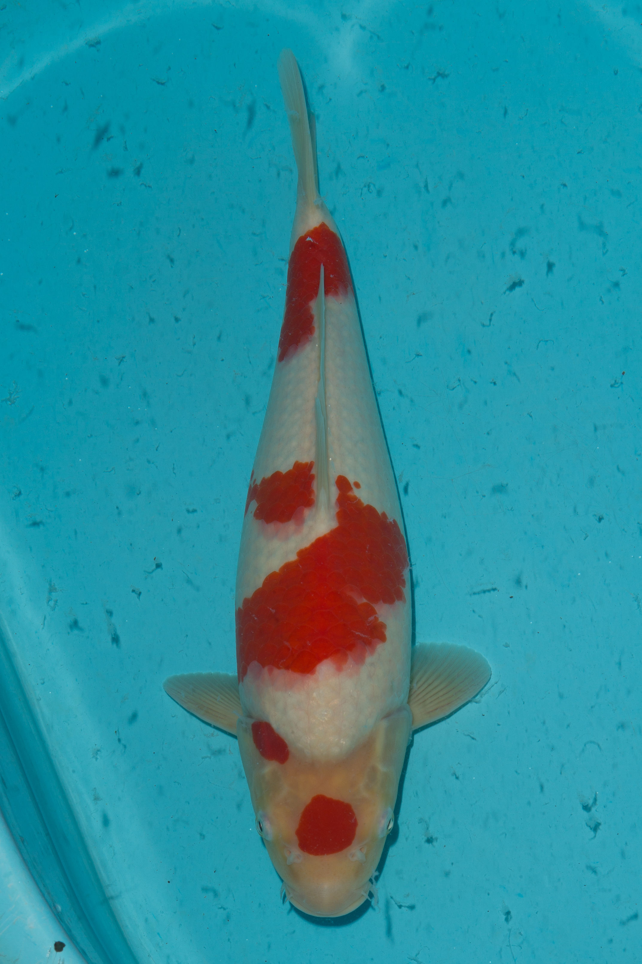 Kohaku- SOLD | Kohaku- SOLD Koi Fish for Sale