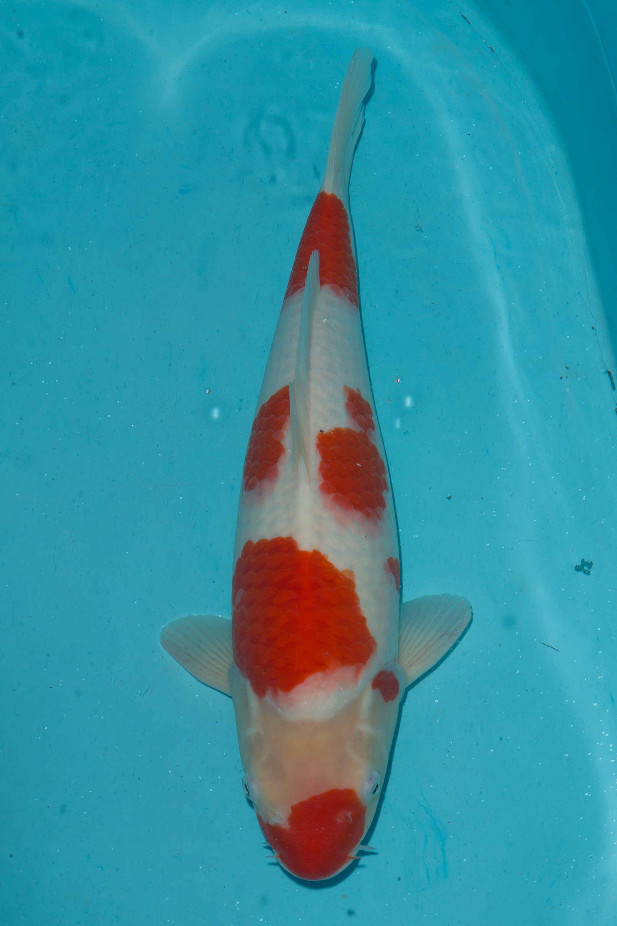 Kohaku- Sold | Kohaku- Sold Koi Fish for Sale